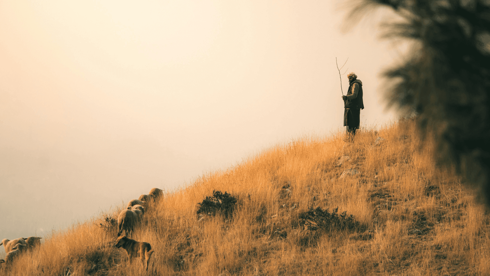 Shepherdess with a flock of sheep in golden light